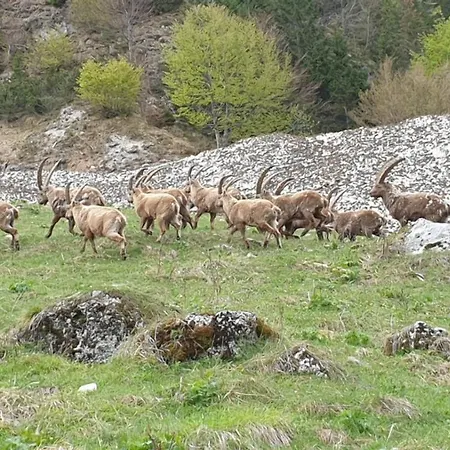 Alloggi Buon Riposo Guest house 3*