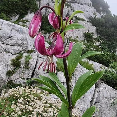 Alloggi Buon Riposo 게스트하우스 3*