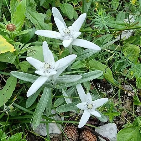 게스트하우스 Alloggi Buon Riposo 3*