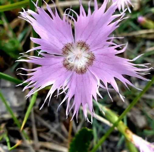 Buon Riposo 3* Tarvisio