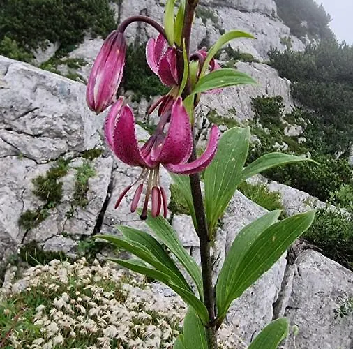 Buon Riposo Affittacamere 3*