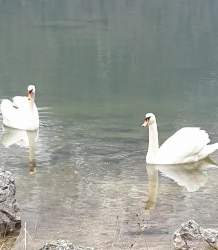 Buon Riposo 3* Tarvisio