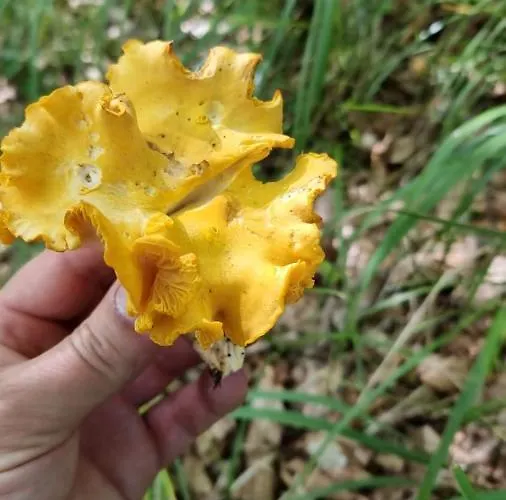 Affittacamere Buon Riposo 3*