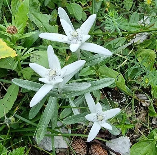 Affittacamere Buon Riposo 3*